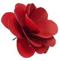 Rosa de flandes