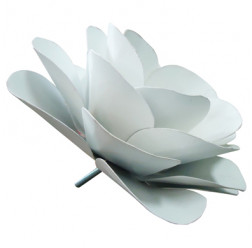 Rosa de flandes
