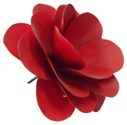 Rosa de flandes